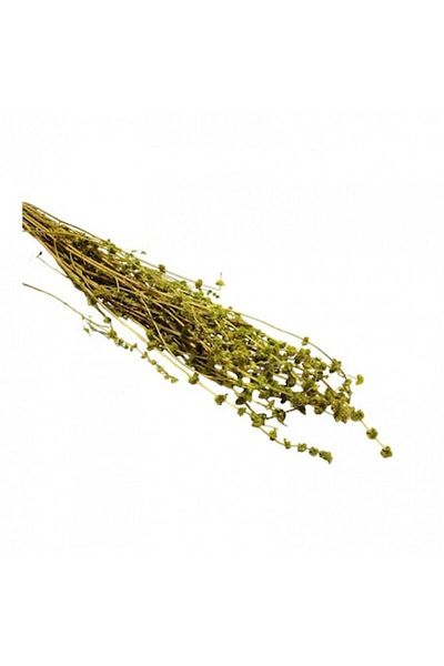 OEM Flori naturale stabilizate, sofran verde, 80 cm