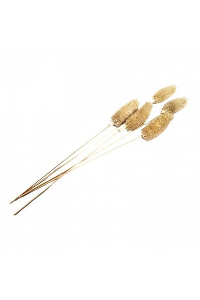 OEM Flori naturale stabilizate, dipsacus scai, 5 fire, 50 cm, natur