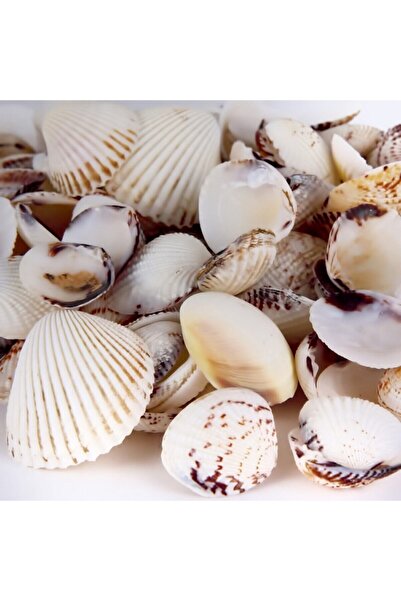 Genel Markalar Deniz Kabuğu ((100 gr)) Paket orta karışık boy (2-5CM)