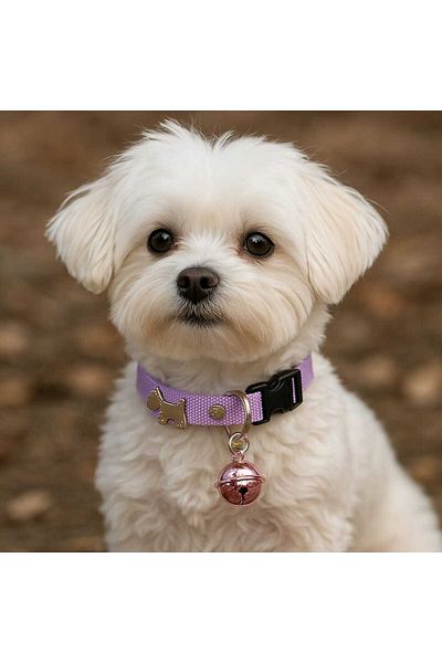 MIT Dog Figure Collar with Bell