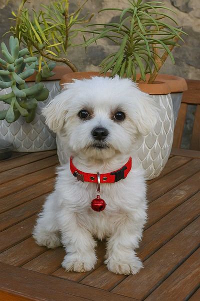 MIT Dog Figure Collar with Bell