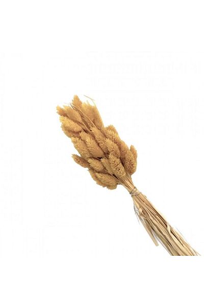 OEM Flori Stabilizate, Buchet 50 Tulpini, Phalaris, 70 cm, Nud