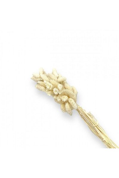 OEM Buchet de flori stabilizate, 50 de tulpini, Phalaris, 70 cm, alb