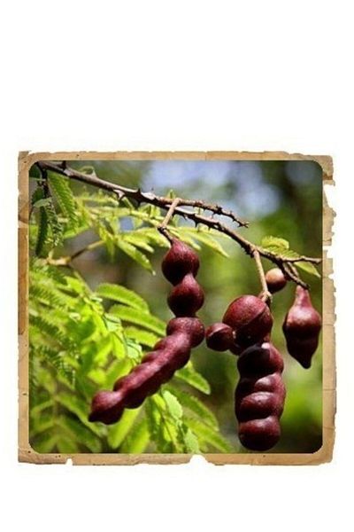 Le Erbe di Janas Shikakai Pudra Ayurvedica Le Erbe di Janas