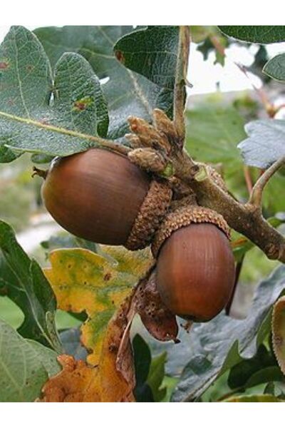 bahçevilya Meşe Palamut Fidanı 1 Adet (20 - 30 Cm Boylarında)