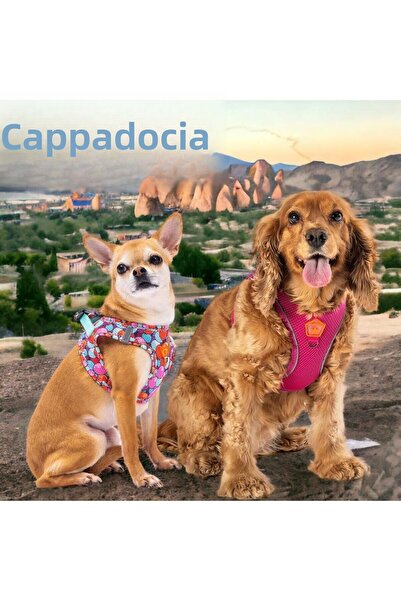 Pawstar Cappadocia 2-Piece Air-mesh Dog Collar Cat Collar Dog Collar