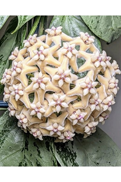 PLANT Hoya Coriacea Silver Mum Çiçeği