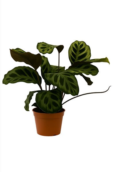 şengülca Canlı Calathea Makoyana – 50–60 Cm Geniş Desenli Peacock Plant Salon Bitkisi