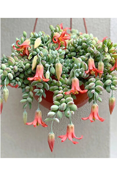SukuLand Cotyledon Pendens Sarkan Tür Sukuent Özel Tür 5,5cm Saksıda