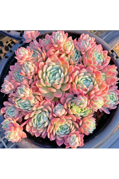 SukuLand Echeveria Rasperry Ice Kore Ithal Koleksiyonluk Özel Tür Sukulent 5,5cm Saksıda