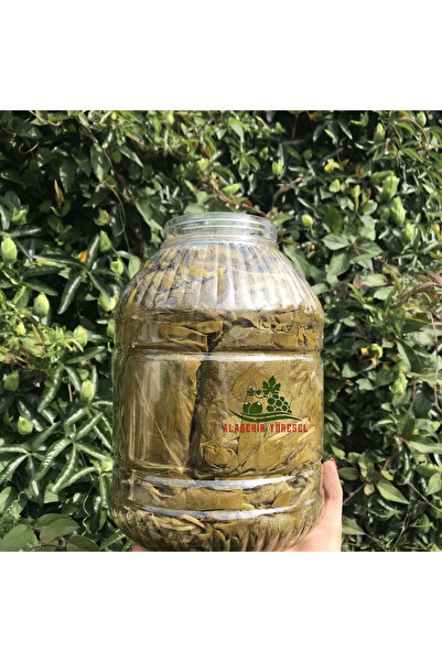 Alaşehir Yöresel Yeni Sezon Damarsız Ince Mayıs Asma Salamura Yaprak