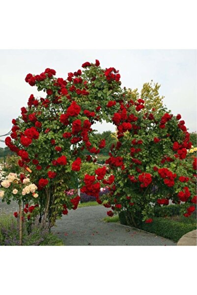 atlas fidan peyzaj Sarmaşık Gül Fidanı (YEDİVEREN - TÜPLÜ) 12 Ay Dikilebilir. Soğuğa Dayanıklı