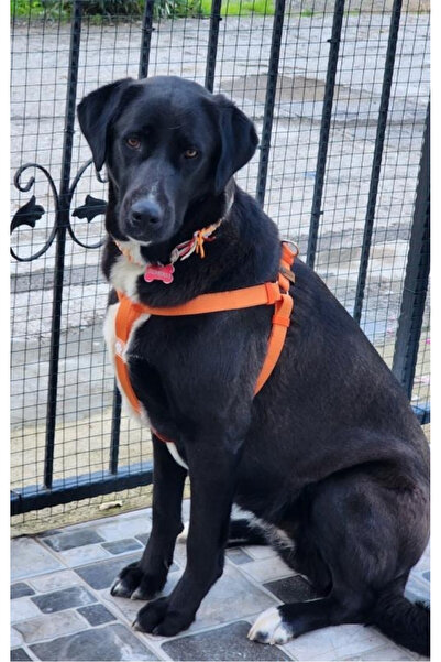 IG Design No Pull - %100 El Yapımı Çekiştirme Önleyici Göğüs Tasması