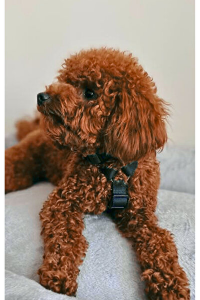 IG Design Basic H Tipi Göğüs Tasması