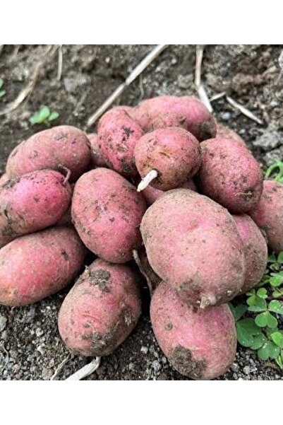 Karahasanoğlu Tarım Yerli Erkenci Kırmızı Tohumluk Patates 1 Kg