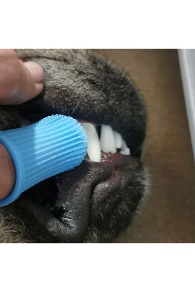 tzachebot Periuta de dinti pentru animale de companie, Tzachebot ®,Silicon, albastru