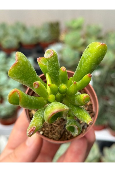 SukuLand Crassula Ovata Gollum Shrek kulağı sukulent 5,5cm saksıda