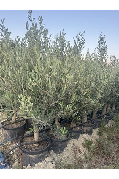 ASES SAKSIDA 6 YAŞ,KALIN GÖVDELİ GEMLİK TRİLYE ZEYTİN FİDANI BOY 130-150 CM