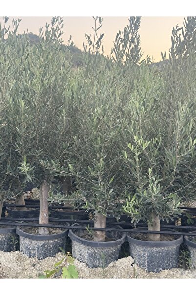 ASES SAKSIDA 6 YAŞ,KALIN GÖVDELİ GEMLİK TRİLYE ZEYTİN FİDANI BOY 130-150 CM
