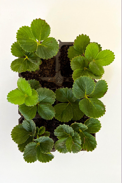 Vasada 12 Adet Albion Çilek Fidesi Yediveren 6x5,5 cm Viyolde Dikime Hazır