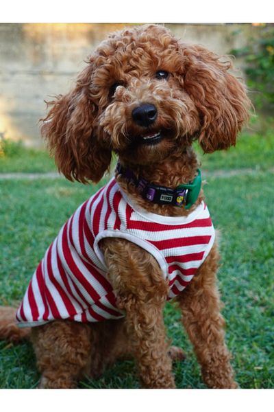 oyapet Cat Dog Undershirt, Small-Medium Breed, Cat Dog Clothing