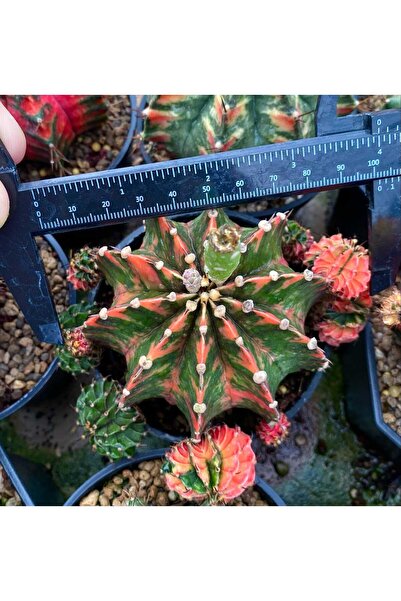 variegataseeds Karışık Özel Tür Kaktüs Yavru boy 3 adet( açıklamayı okuyun)