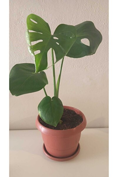 şengülca Monstera Deliciosa 50-60 cm.-Dev Yapraklı Monstera Salon Bitkisi. Dekoratif Deve Tabanı.