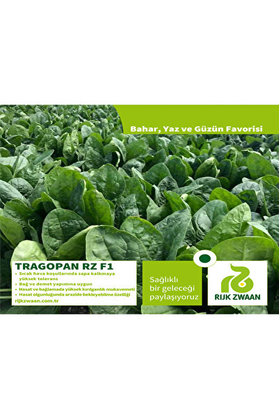 Rijk Zwaan ithal ıspanak tohumu TRAGOPAN RZ F1 (51-185) 250 gr