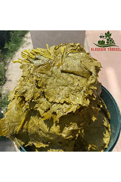 Alaşehir Yöresel Yeni Sezon Damarsız Ince Mayıs Asma Salamura Yaprak