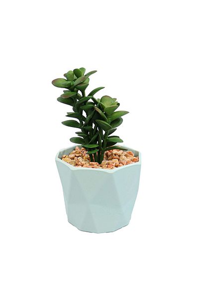 Ella Home Italia Planta Suculenta In Ghiveci, Blue, Plastic, 16Cm - Verde, Plastic, 16cm