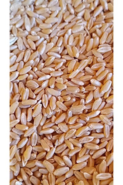 ME BUĞDAY İşlenmemiş Buğday 1 Kg Topraktan Halka