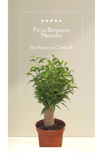 sıla peyzaj ve çiçekçilik 🌿 Ficus Benjamin ‘Natasha’ - İç Mekan Hava Temizle...