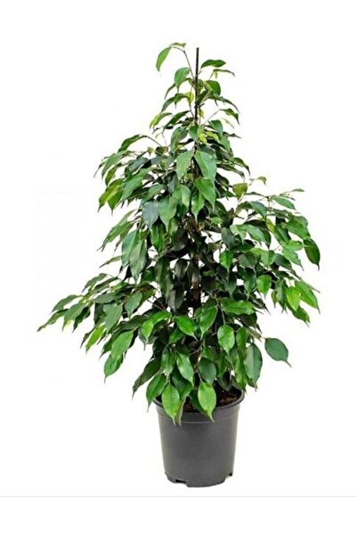 Bitkim Sende Ficus Benjamina Danielle-benjamin Bitkisi 90 Cm