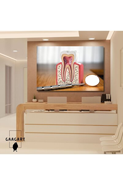 GAAGART Tekli Yatay Kanvas Diş Poliklinik Tablosu Diş Anatomisi