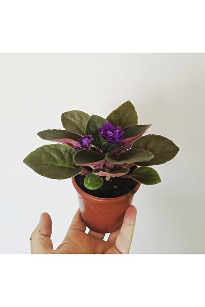 Mery Flowers Mor Afrika Menekşesi 1 Adet