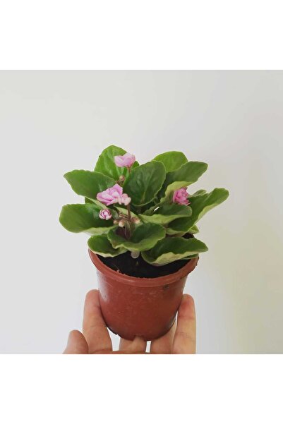 Mery Flowers Pembe Afrika Menekşesi 1 Adet