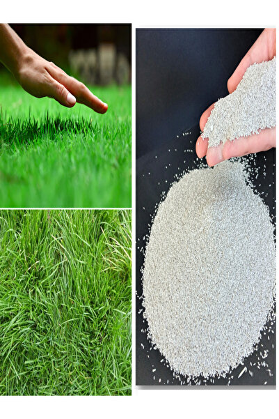 Kayrak Design Saf İthal Bermuda Çim Tohumu