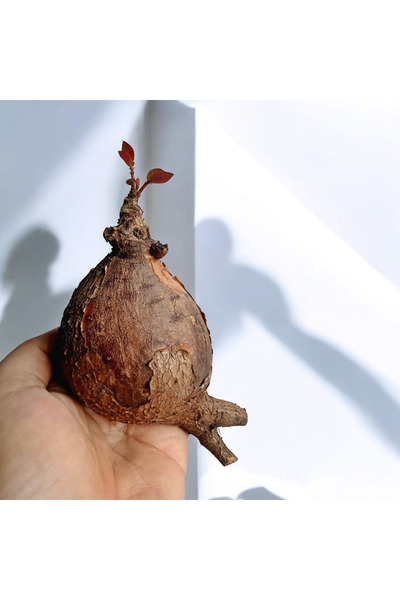 TULIN Phyllanthus Mirabilis - büyük boy