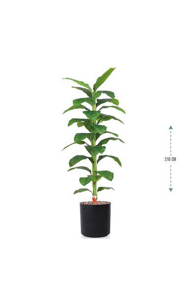 Ch Large green leaf tree, plastic spray basin, size 210 cm
