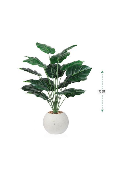 Ch Heart-shaped leaf seedling, 18 leaves, 75 cm plastic pot