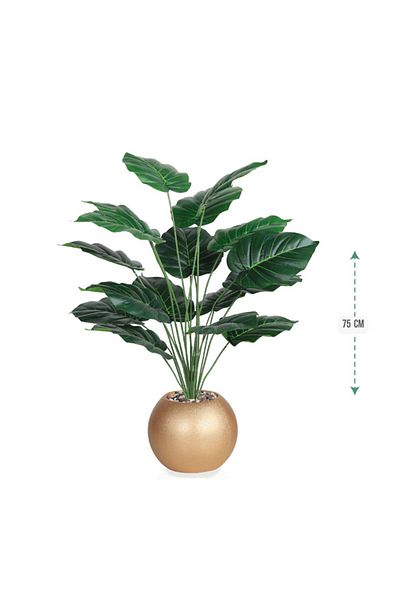 Ch Heart-shaped leaf seedling, 18 leaves, 75 cm plastic pot