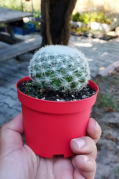 Toptan Kaktüs Mammillaria Candida Kaktüs Koleksiyonluk Nadir Tür