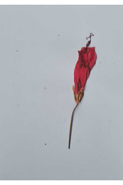 Sanatçı İmzalı, “Ephemeral Grace Series” Fotoğraf Çalışmaları