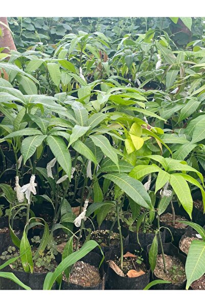 ZEYSEN TROPİKAL Osteen Cinsi Aşılı Mango Fidanı 1 2 YAŞ