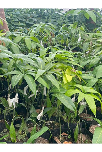 ZEYSEN TROPİKAL Osteen Cinsi Aşılı Mango Fidanı 1 2 YAŞ