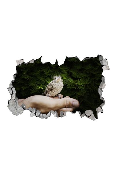 BV Decorative sticker, 3D hole in the wall, Bird, 85 cm, 184STK-1