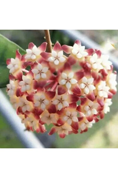 Yades Şarap Kırmızısı Yıldız Mum Çiçeği (Hoya carnosa 'Rubra Stellata')
