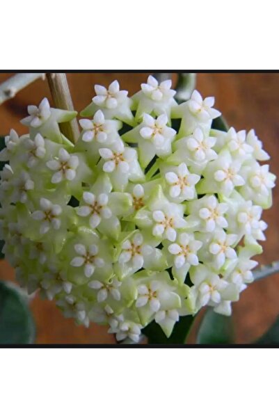 Yades Kar Beyazı Yıldız Mum Çiçeği (Hoya carnosa 'Alba') 01