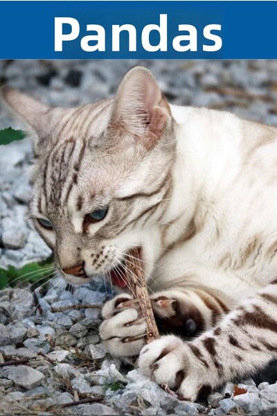 pawdaz Matatabi - Stick (THICK - 3-PACK) Natural Toy to Help Clean Teeth and Relieve Stress