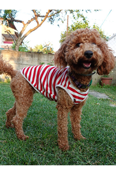 oyapet Kedi Köpek Atlet, Küçük-Orta Irk, Kedi Köpek Kıyafet